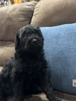 Mystic , a female Poodle - Standard  for sale in Flora, IL – 1 of 1