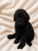 Calypso , a female Poodle - Standard  for sale in Flora, IL – 3 of 3