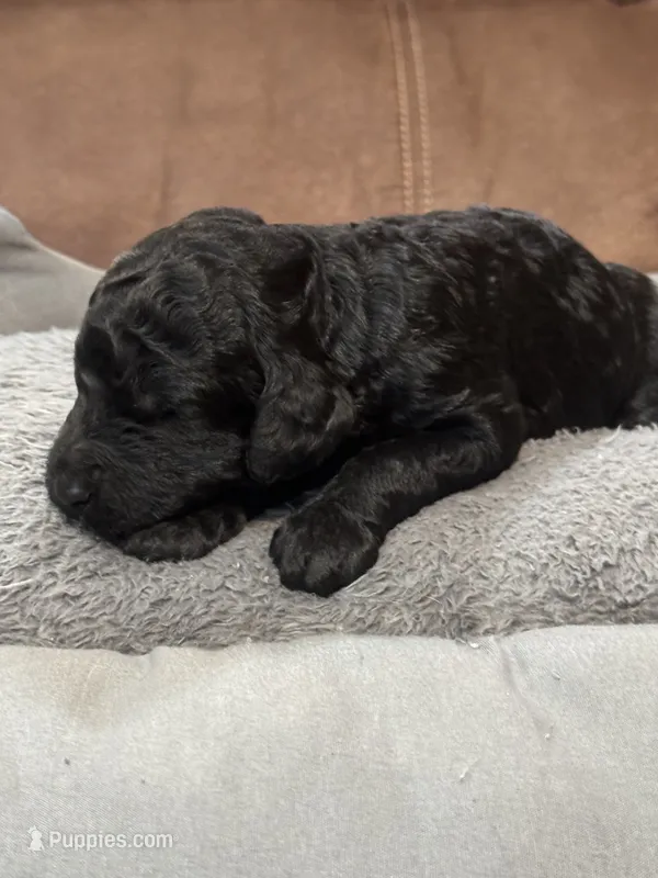 Calypso  – Poodle - Standard  puppy for sale in Flora, IL