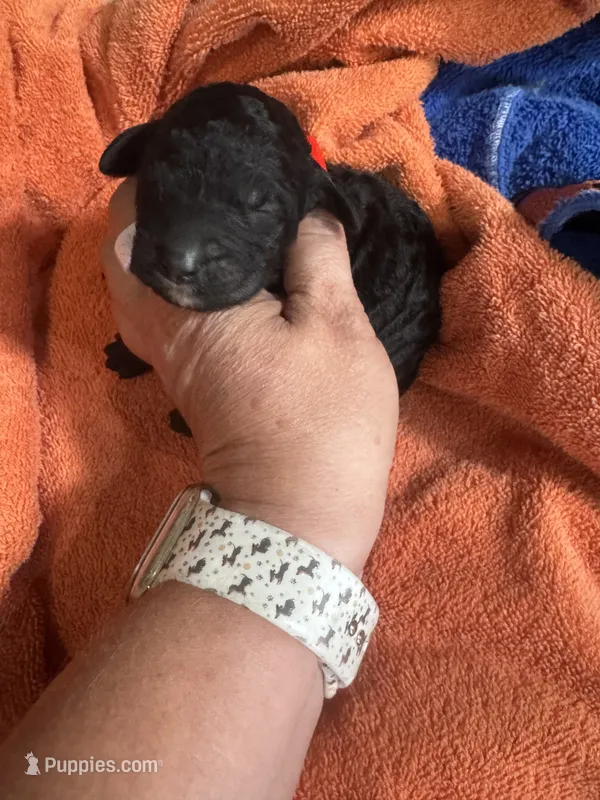 Calypso  – Poodle - Standard  puppy for sale in Flora, IL