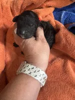 Calypso , a female Poodle - Standard  for sale in Flora, IL – 1 of 4