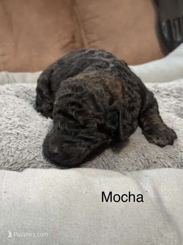 Mocha – Poodle - Standard  puppy for sale in Flora, IL