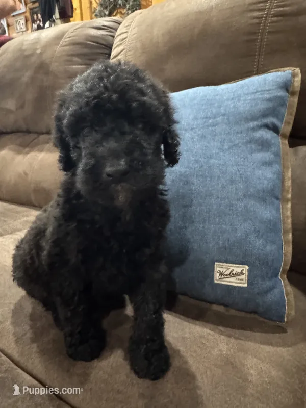 Calypso  – Poodle - Standard  puppy for sale in Flora, IL
