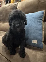 Calypso , a female Poodle - Standard  for sale in Flora, IL – 1 of 3