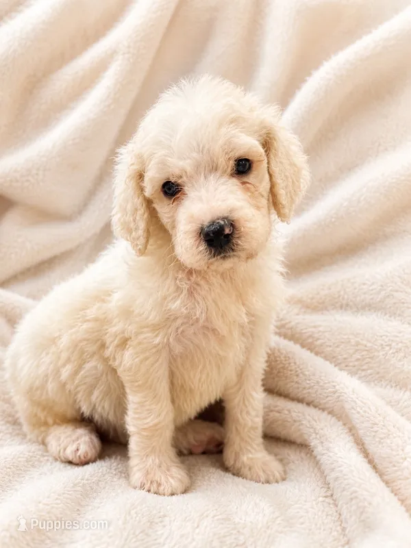 Opal  – Poodle - Standard  puppy for sale in Flora, IL