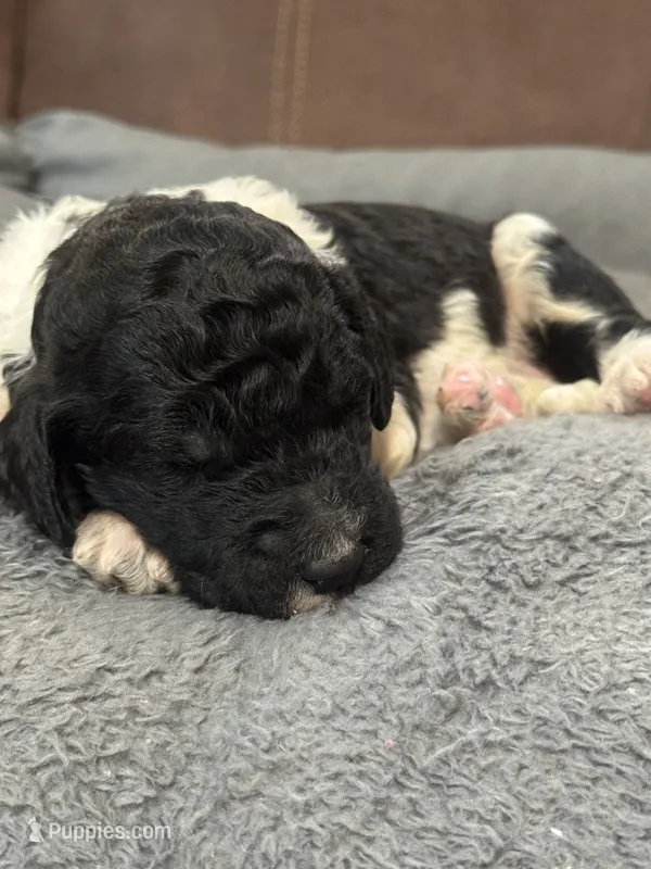 Oreo  – Poodle - Standard  puppy for sale in Flora, IL