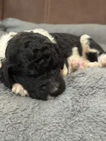 Oreo , a male Poodle - Standard  for sale in Flora, IL – 1 of 7