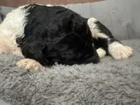 Oreo , a male Poodle - Standard  for sale in Flora, IL – 5 of 7