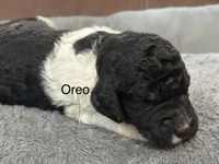 Oreo , a male Poodle - Standard  for sale in Flora, IL – 3 of 7