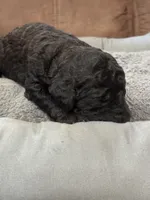 Ember, a female Poodle - Standard  for sale in Flora, IL – 4 of 5
