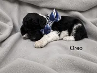 Oreo , a male Poodle - Standard  for sale in Flora, IL – 7 of 7