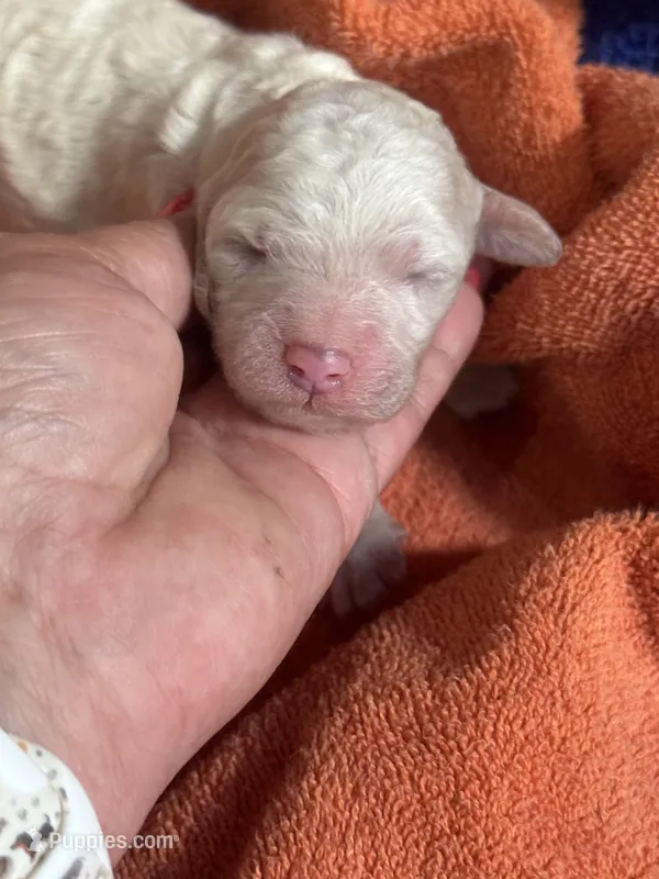 Opal  – Poodle - Standard  puppy for sale in Flora, IL