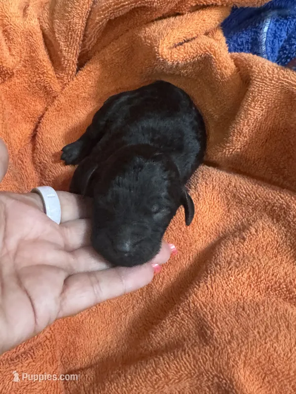 Salem  – Poodle - Standard  puppy for sale in Flora, IL