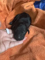 Salem , a female Poodle - Standard  for sale in Flora, IL – 1 of 3