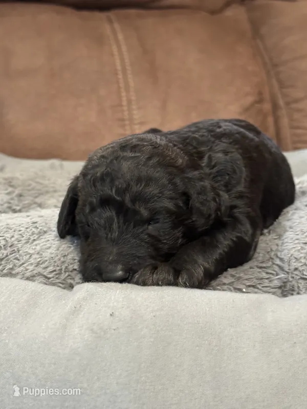 Salem  – Poodle - Standard  puppy for sale in Flora, IL