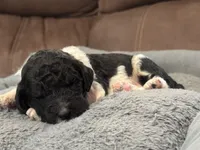 Oreo , a male Poodle - Standard  for sale in Flora, IL – 2 of 7