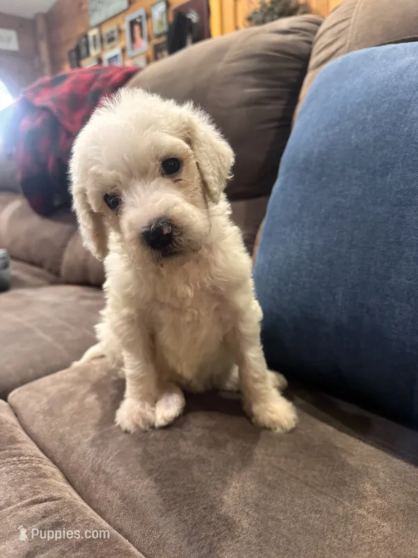 Opal  – Poodle - Standard  puppy for sale in Flora, IL