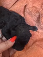 Mocha, a female Poodle - Standard  for sale in Flora, IL – 3 of 5