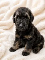 Mocha, a male Poodle - Standard  for sale in Flora, IL – 1 of 2
