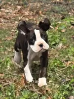 Girl 3, a female Boxer for sale in Arden, NC – Photo 4 of 8