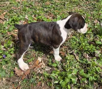 Girl 3, a female Boxer for sale in Arden, NC – Photo 2 of 8