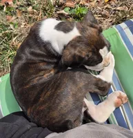 Girl 3, a female Boxer for sale in Arden, NC – Photo 3 of 8