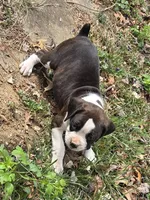 Girl 3, a female Boxer for sale in Arden, NC – Photo 7 of 8