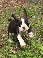 Girl 3, a female Boxer for sale in Arden, NC – Photo 5 of 8