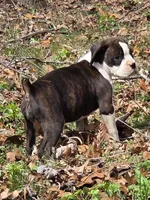 Girl 3, a female Boxer for sale in Arden, NC – Photo 6 of 8