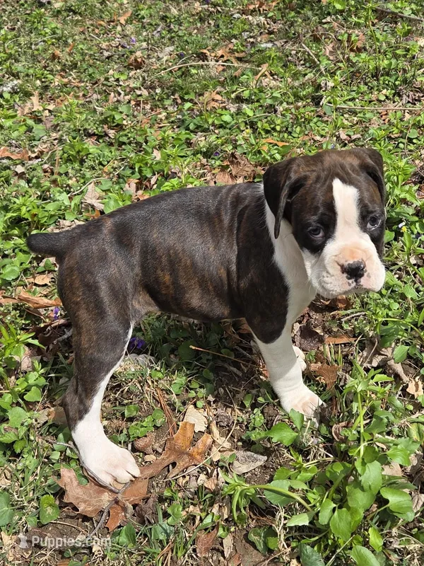 Girl 3 – Boxer puppy for sale in Arden, NC