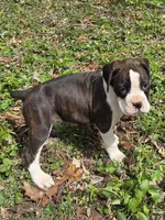 Girl 3, a female Boxer for sale in Arden, NC – Photo 1 of 8