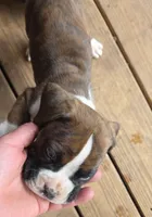 Goes to Mona Binkley in greenville tn Boy 2, a male Boxer for sale in Arden, NC – Photo 5 of 10