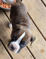 Goes to Mona Binkley in greenville tn Boy 2, a male Boxer for sale in Arden, NC – Photo 4 of 10