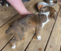 Goes to Mona Binkley in greenville tn Boy 2, a male Boxer for sale in Arden, NC – Photo 3 of 10