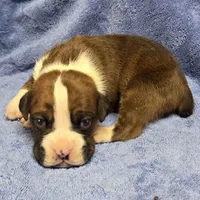 Goes to Mona Binkley in greenville tn Boy 2, a male Boxer for sale in Arden, NC – Photo 9 of 10