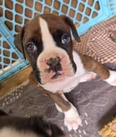 Goes to Mona Binkley in greenville tn Boy 2, a male Boxer for sale in Arden, NC – Photo 2 of 10