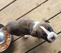 Goes to Mona Binkley in greenville tn Boy 2, a male Boxer for sale in Arden, NC – Photo 6 of 10