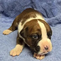 Goes to Mona Binkley in greenville tn Boy 2, a male Boxer for sale in Arden, NC – Photo 7 of 10