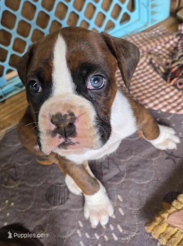 Boy 2 – Boxer puppy for sale in Arden, NC