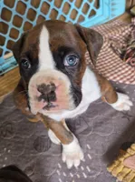 Goes to Mona Binkley in greenville tn Boy 2, a male Boxer for sale in Arden, NC – Photo 1 of 10