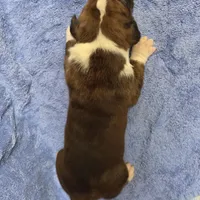 Goes to Mona Binkley in greenville tn Boy 2, a male Boxer for sale in Arden, NC – Photo 10 of 10