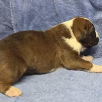 Goes to Mona Binkley in greenville tn Boy 2, a male Boxer for sale in Arden, NC – Photo 8 of 10