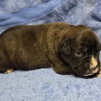 Girl 6 goes to heather lost her dog a week ago, a female Boxer for sale in Arden, NC – Photo 6 of 10