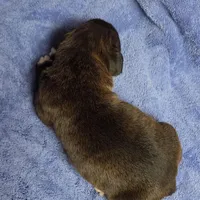 Girl 6 goes to heather lost her dog a week ago, a female Boxer for sale in Arden, NC – Photo 8 of 10