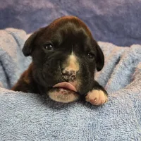 Girl 6 goes to heather lost her dog a week ago, a female Boxer for sale in Arden, NC – Photo 4 of 10