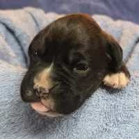 Girl 6 goes to heather lost her dog a week ago, a female Boxer for sale in Arden, NC – Photo 2 of 10