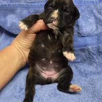 Girl 6 goes to heather lost her dog a week ago, a female Boxer for sale in Arden, NC – Photo 7 of 10