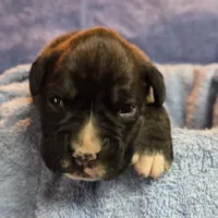 Girl 6 goes to heather lost her dog a week ago, a female Boxer for sale in Arden, NC – Photo 5 of 10