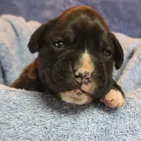 Girl 6 goes to heather lost her dog a week ago, a female Boxer for sale in Arden, NC – Photo 1 of 10