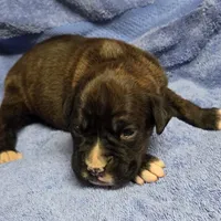 Girl 6 goes to heather lost her dog a week ago, a female Boxer for sale in Arden, NC – Photo 3 of 10